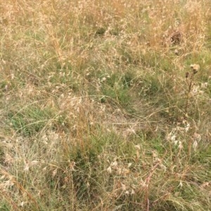 Themeda triandra at Rendezvous Creek, ACT - 16 Mar 2018