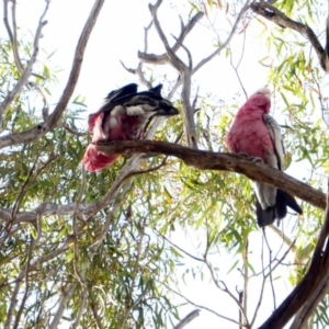 Eolophus roseicapilla at Hughes, ACT - 23 Mar 2018