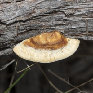 Truncospora ochroleuca at Hawker, ACT - 22 Mar 2018