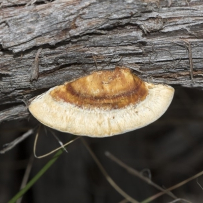 Truncospora ochroleuca at Hawker, ACT - 22 Mar 2018 by AlisonMilton