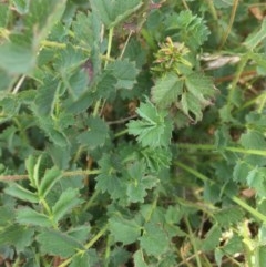 Sanguisorba minor (Salad Burnet, Sheep's Burnet) at Rendezvous Creek, ACT - 16 Mar 2018 by alexwatt