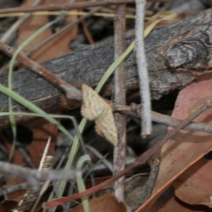 Scopula rubraria at Hawker, ACT - 22 Mar 2018 01:45 PM