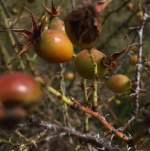 Rosa rubiginosa at Rendezvous Creek, ACT - 16 Mar 2018