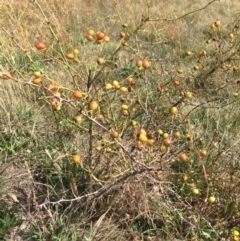 Rosa rubiginosa at Rendezvous Creek, ACT - 16 Mar 2018