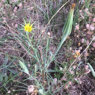 Tragopogon dubius (Goatsbeard) at Rendezvous Creek, ACT - 16 Mar 2018 by alex_watt