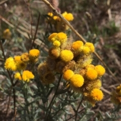 Chrysocephalum semipapposum (Clustered Everlasting) at Rendezvous Creek, ACT - 16 Mar 2018 by alex_watt