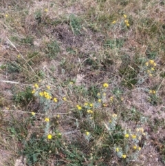 Chrysocephalum semipapposum at Rendezvous Creek, ACT - 16 Mar 2018 12:02 PM