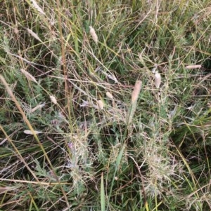 Epilobium sp. at Rendezvous Creek, ACT - 16 Mar 2018