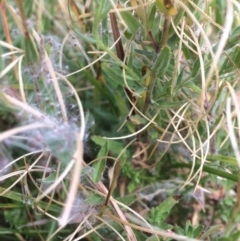 Epilobium sp. at Rendezvous Creek, ACT - 16 Mar 2018