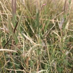 Epilobium sp. at Rendezvous Creek, ACT - 16 Mar 2018 12:04 PM