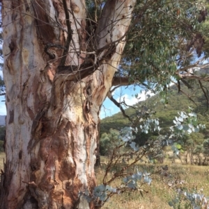 Eucalyptus rubida subsp. rubida at Namadgi National Park - 16 Mar 2018 12:11 PM