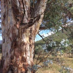 Eucalyptus rubida subsp. rubida at Namadgi National Park - 16 Mar 2018 12:11 PM