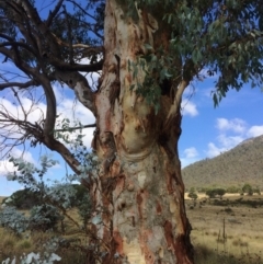 Eucalyptus rubida subsp. rubida at Namadgi National Park - 16 Mar 2018 12:11 PM