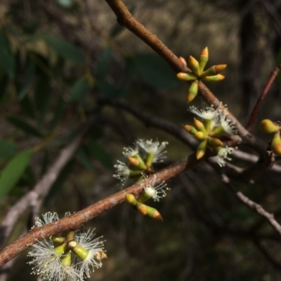 Eucalyptus stellulata (Black Sally) at Rendezvous Creek, ACT - 16 Mar 2018 by alexwatt
