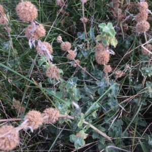 Marrubium vulgare at Rendezvous Creek, ACT - 16 Mar 2018 12:10 PM