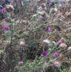 Carduus nutans at Rendezvous Creek, ACT - 16 Mar 2018