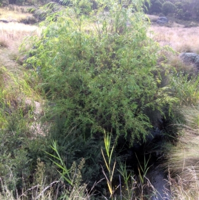 Salix sp. (A Willow) at Rendezvous Creek, ACT - 16 Mar 2018 by alex_watt