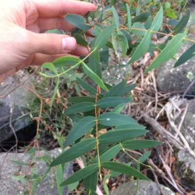 Eucalyptus viminalis (Ribbon Gum) at Rendezvous Creek, ACT - 16 Mar 2018 by alex_watt