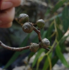 Eucalyptus viminalis at Namadgi National Park - 16 Mar 2018