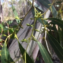 Eucalyptus viminalis at Namadgi National Park - 16 Mar 2018 12:26 PM