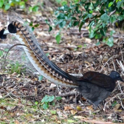 Menura novaehollandiae (Superb Lyrebird) at Edrom, NSW - 20 Mar 2018 by RossMannell