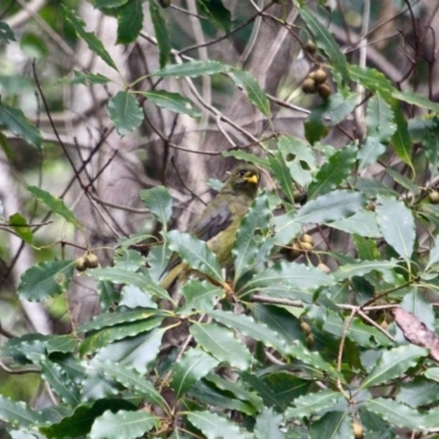 Manorina melanophrys (Bell Miner) at Edrom, NSW - 20 Mar 2018 by RossMannell