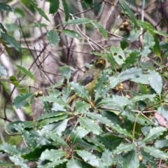 Manorina melanophrys at Edrom, NSW - 20 Mar 2018 11:36 AM
