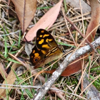 Heteronympha banksii (Banks' Brown) at Edrom, NSW - 20 Mar 2018 by RossMannell