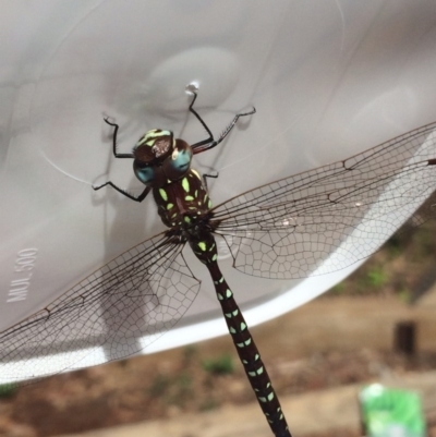 Dendroaeschna conspersa (Wide-faced Darner) at Cook, ACT - 24 Mar 2018 by EmilyS