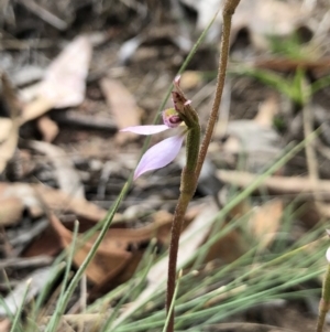 Eriochilus cucullatus at Canberra Central, ACT - suppressed