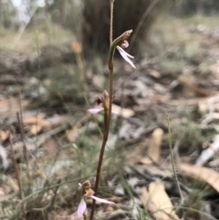 Eriochilus cucullatus at Canberra Central, ACT - 24 Mar 2018