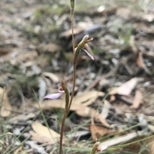 Eriochilus cucullatus at Canberra Central, ACT - suppressed