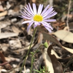 Brachyscome rigidula (Hairy Cut-leaf Daisy) at Canberra Central, ACT - 24 Mar 2018 by AaronClausen