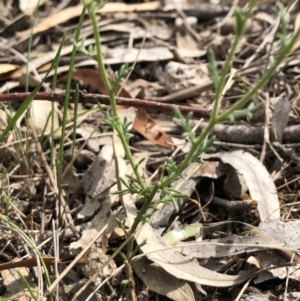 Brachyscome rigidula at Canberra Central, ACT - 24 Mar 2018 03:23 PM