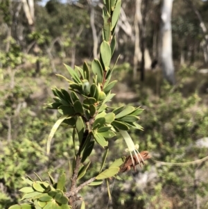 Styphelia triflora at Canberra Central, ACT - 24 Mar 2018