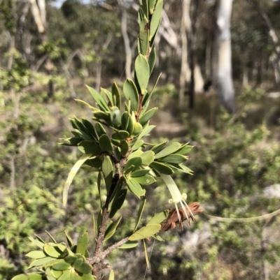 Styphelia triflora (Five-corners) at Canberra Central, ACT - 24 Mar 2018 by AaronClausen