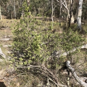 Styphelia triflora at Canberra Central, ACT - 24 Mar 2018