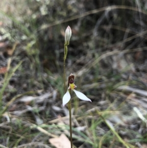 Eriochilus cucullatus at Canberra Central, ACT - 24 Mar 2018