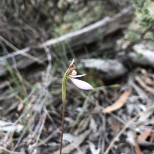 Eriochilus cucullatus at Canberra Central, ACT - 24 Mar 2018