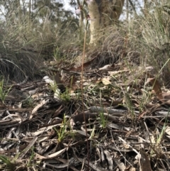 Eriochilus cucullatus at Canberra Central, ACT - 24 Mar 2018