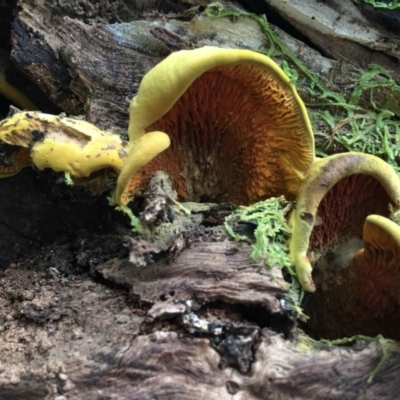 Tapinellaceae (A bolete mushroom) at Tidbinbilla Nature Reserve - 23 Mar 2018 by RWPurdie