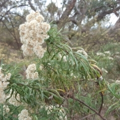 Cassinia longifolia (Shiny Cassinia, Cauliflower Bush) at Jerrabomberra, ACT - 24 Mar 2018 by Mike