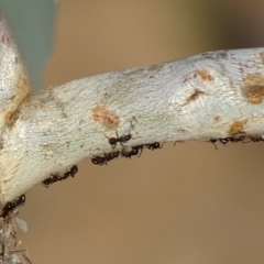 Papyrius nitidus (Shining Coconut Ant) at Red Hill, ACT - 24 Mar 2018 by roymcd