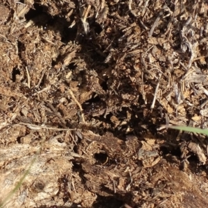 Papyrius nitidus at Red Hill, ACT - 24 Mar 2018