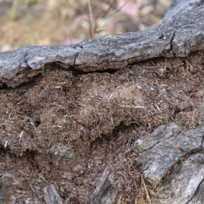 Papyrius nitidus (Shining Coconut Ant) at Red Hill, ACT - 24 Mar 2018 by roymcd