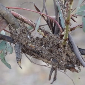 Papyrius nitidus at Red Hill, ACT - suppressed