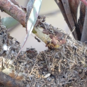 Papyrius nitidus at Red Hill, ACT - 24 Mar 2018