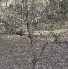 Papyrius nitidus at Red Hill, ACT - suppressed