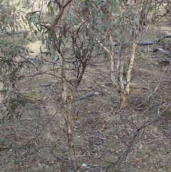 Papyrius nitidus at Red Hill, ACT - suppressed