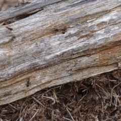 Papyrius nitidus (Shining Coconut Ant) at Red Hill, ACT - 24 Mar 2018 by roymcd